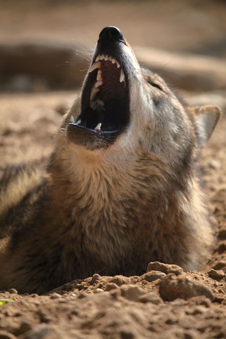 鬼哭狼嚎解一生肖?