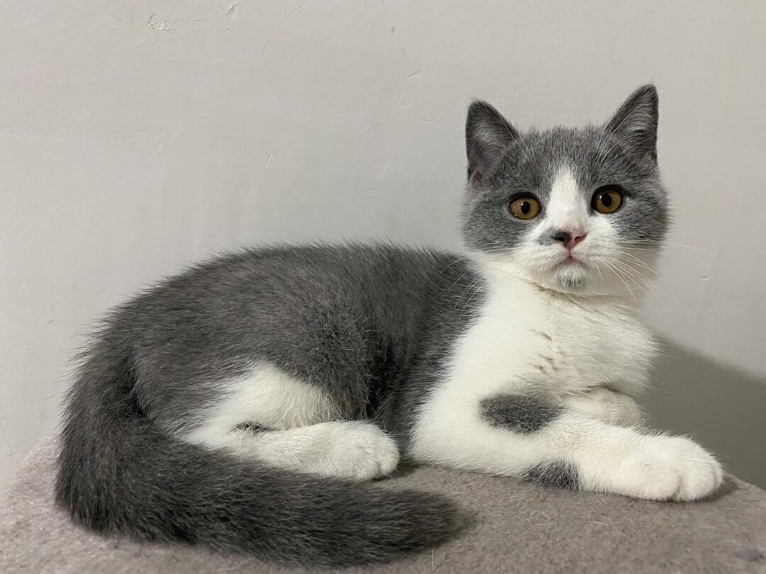 英短蓝白弟弟低价出