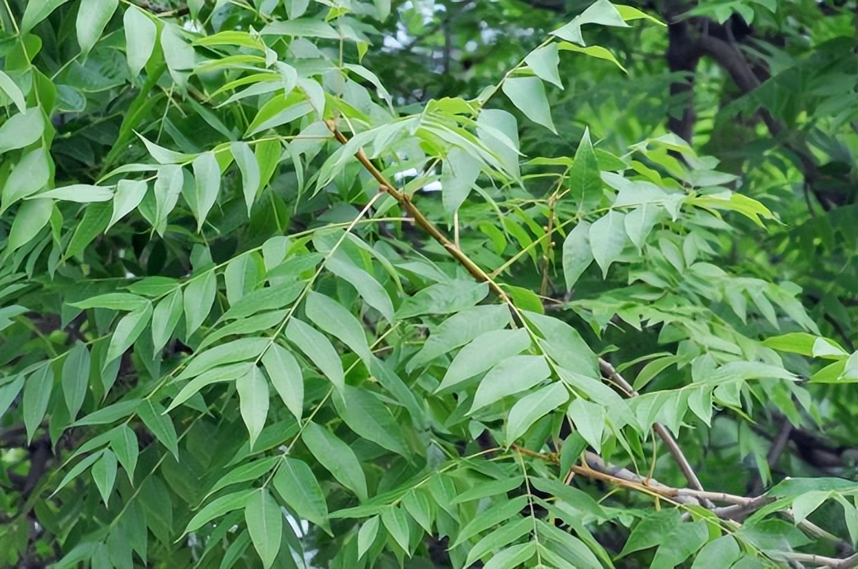 苦楝树叶治疗皮肤病(苦楝树叶煮水洗澡治皮肤痒)
