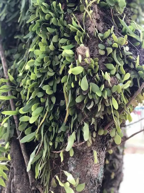 树上寄生的藤蔓