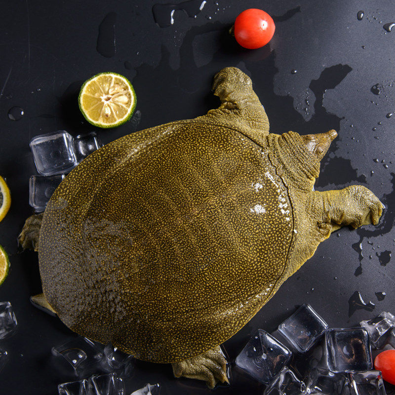 3斤公甲鱼鲜活野外放养生态老鳖外塘甲鱼水鱼活体团鱼王八青黄背