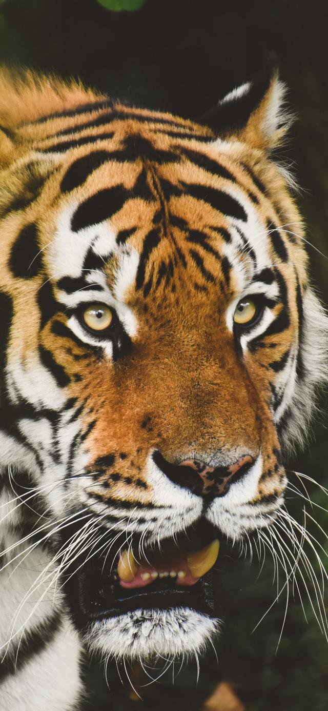 你们要的老虎壁纸来了 全面屏手机高清壁纸