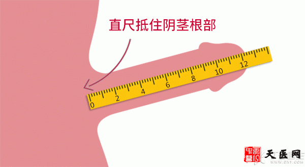 丁丁多长才是正常的