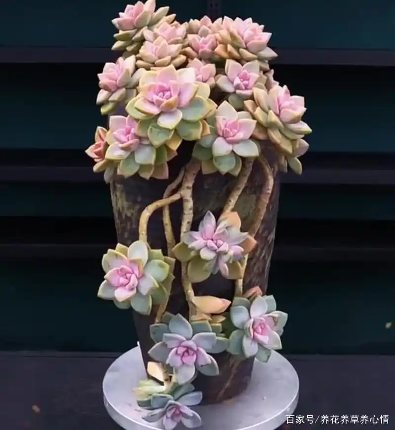 多肉紫雾怎么养殖?掌握5点,出状态粉嫩粉嫩的,太漂亮了