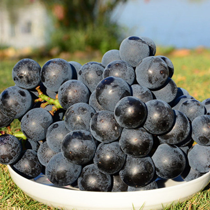 现摘黑葡萄无籽清甜多汁云南品种应季新鲜水果葡萄