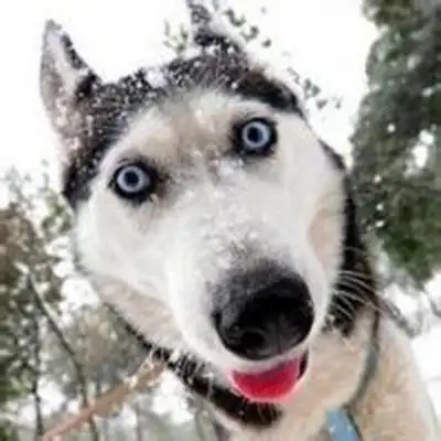 二哈搞笑图片头像