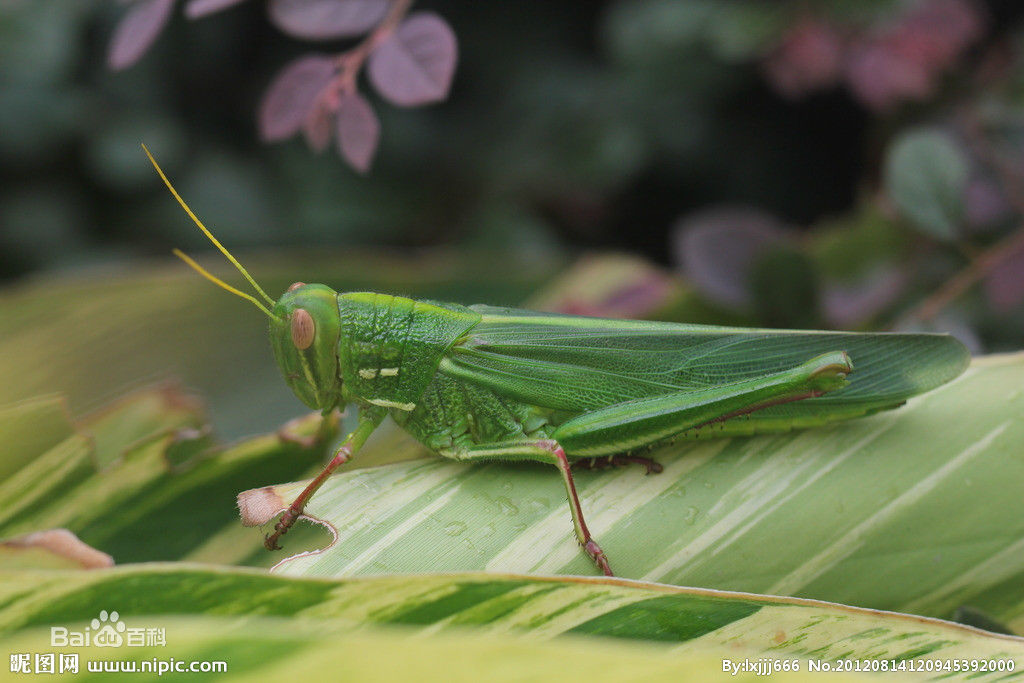 展开全部 草蜢 向左转  向右转