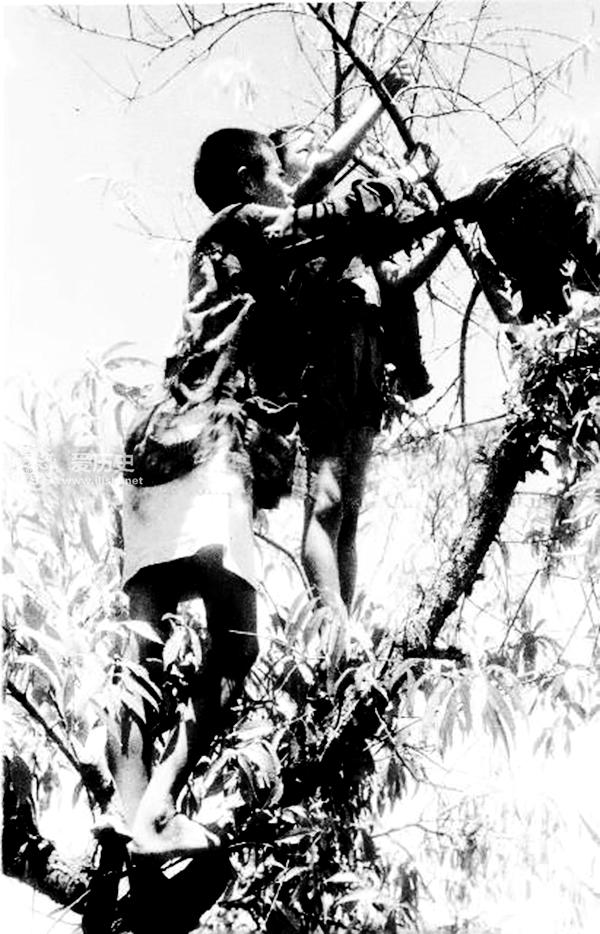 1946年湖南饥荒采食树皮草根现场照 每天上千人被饿死