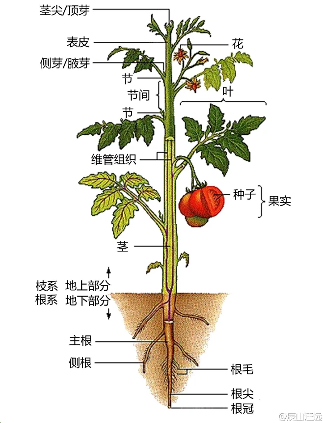 植物的组织与器官