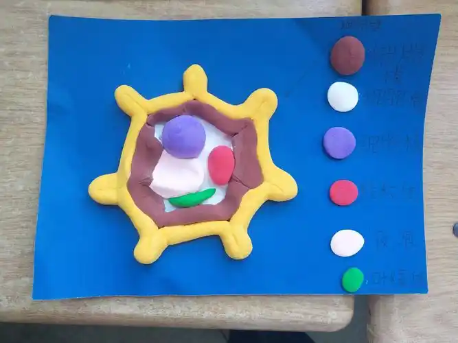 191班植物细胞模型制作展评