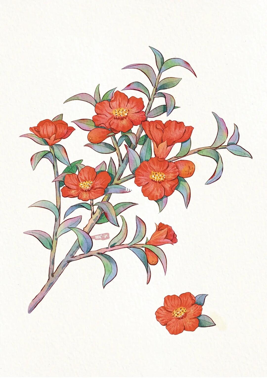 ipad水彩石榴花