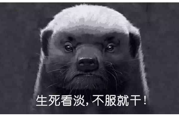 动物界"扛把子"非洲蜜獾平头哥,生死已看淡