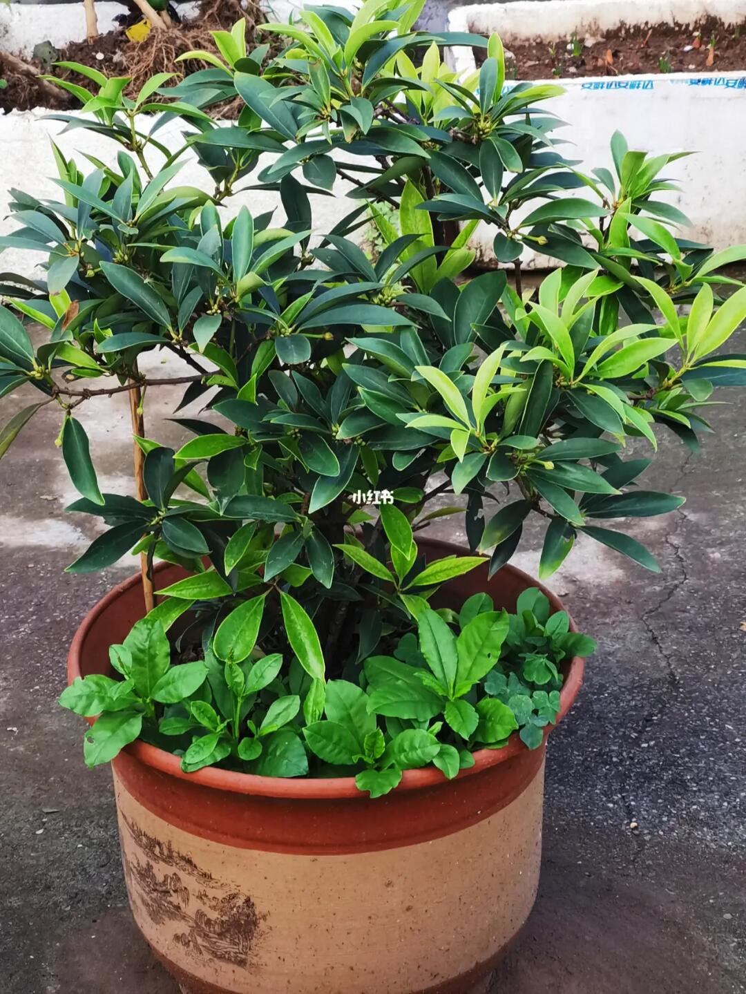 是时候给它亮个全身照了,我的八角树