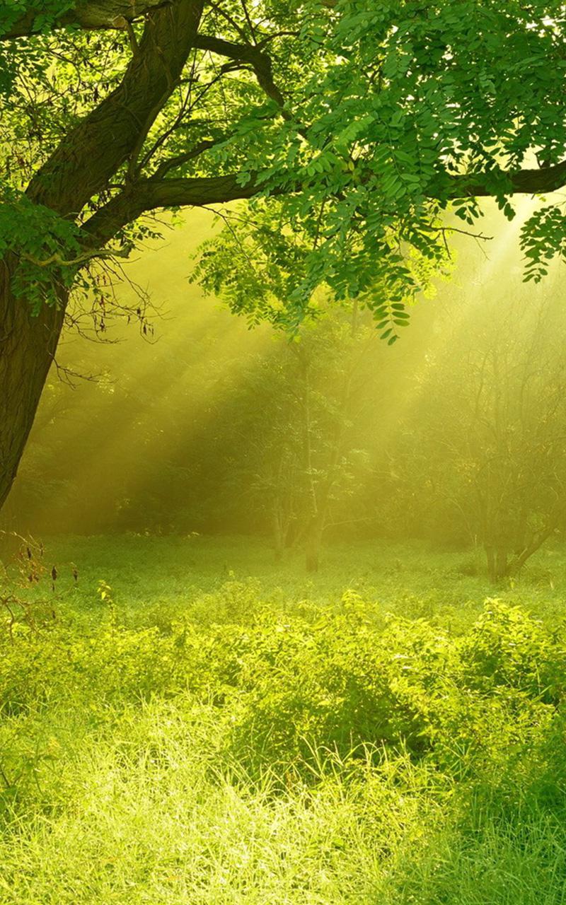 绿意的阳光,高清图片,手机锁屏桌面-壁纸族