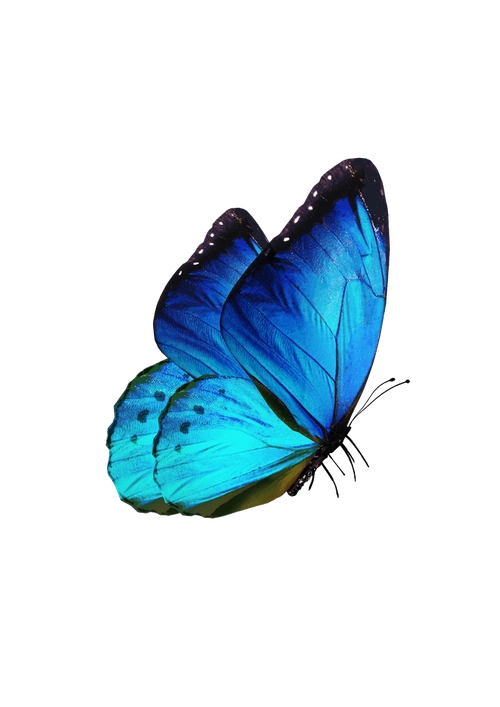 蓝色梦幻蝴蝶