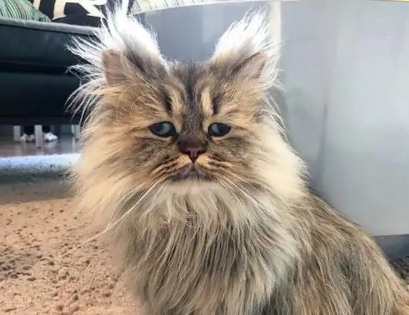 波斯猫每天炸毛一脸没睡醒的样子惹人笑:该来杯咖啡提提神?