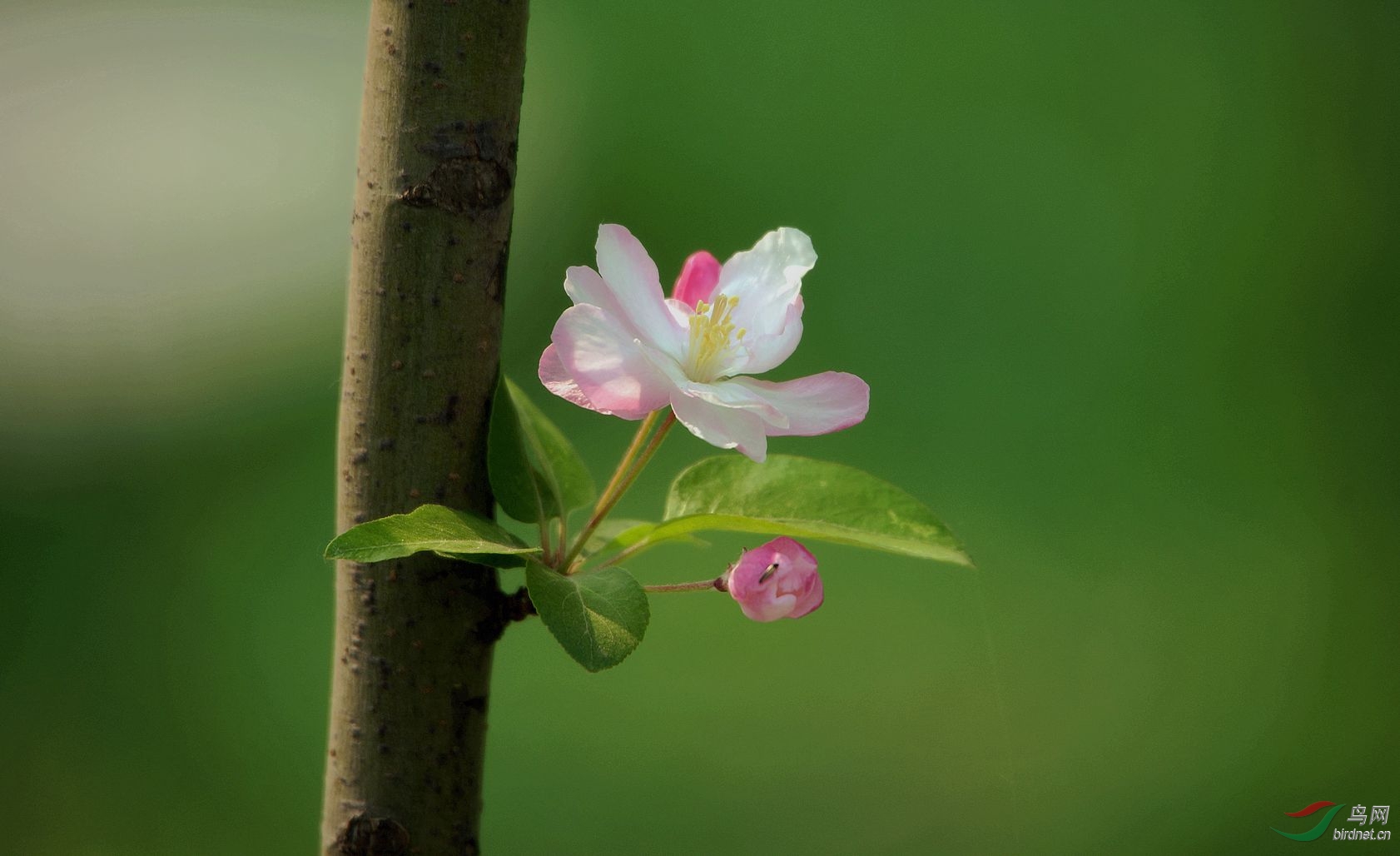 一枝独秀(海棠花)