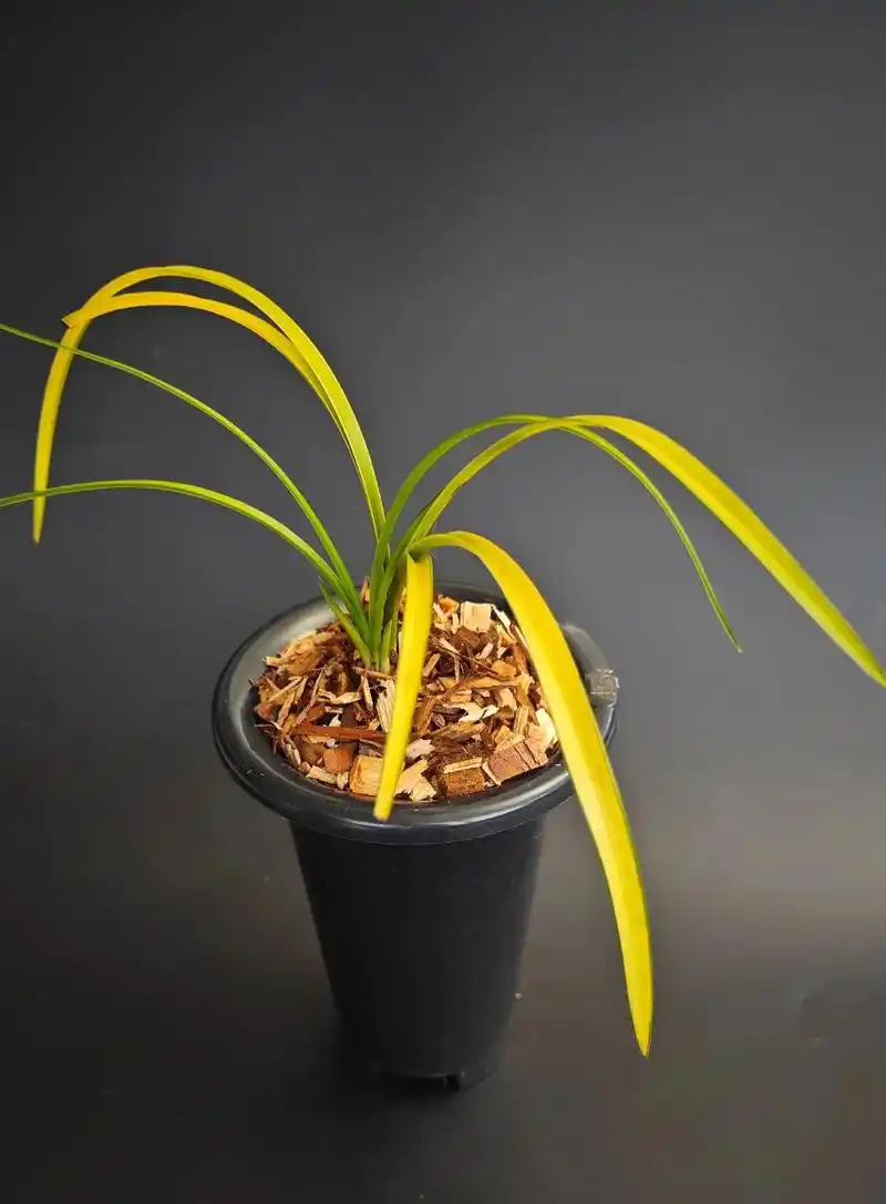 蕙兰(青蓝线转变形散斑朱金中透艺) #精品兰花 #朱金中透 - 抖音