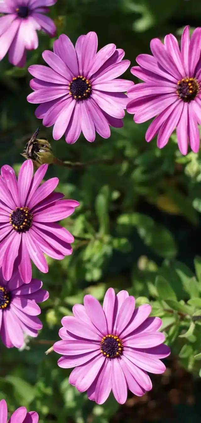 盛开的小雏菊清新又淡雅