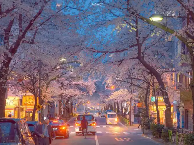 唯美舒心的朋友圈花朵景色背景图愿心存美好心境自然美