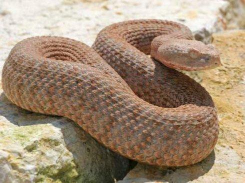 蝮蛇与蝰蛇哪个毒性更厉害?它们的毒有仕么区别?