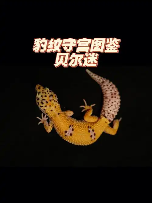 豹纹守宫图鉴贝尔迷