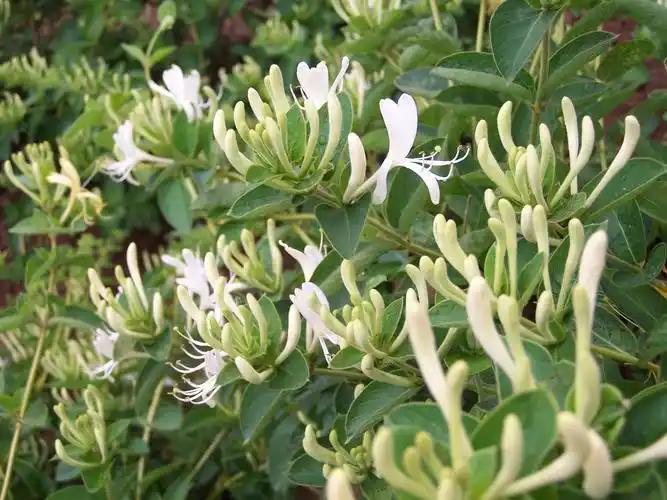 羞答答金银花静悄悄地开