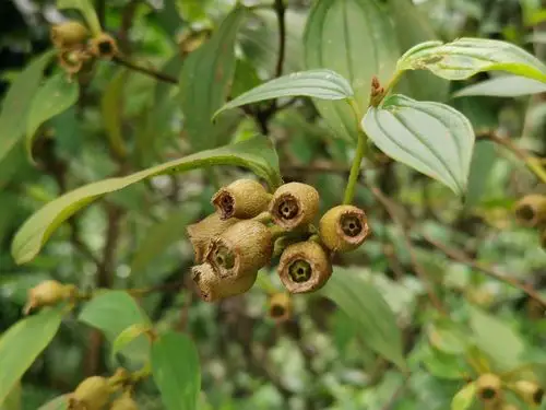 相比于山姜果的红艳风骚,野牡丹的黄褐果子真是土得掉渣.