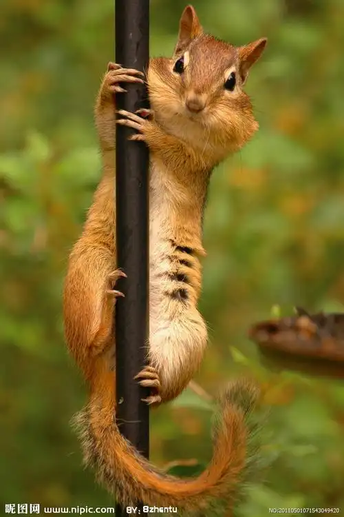 花栗鼠摄影图__野生动物_生物世界_摄影图库_昵图网nipic.com