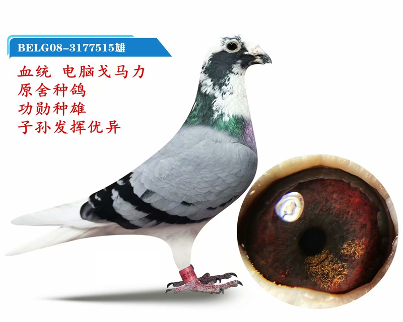 电脑戈马力原舍515