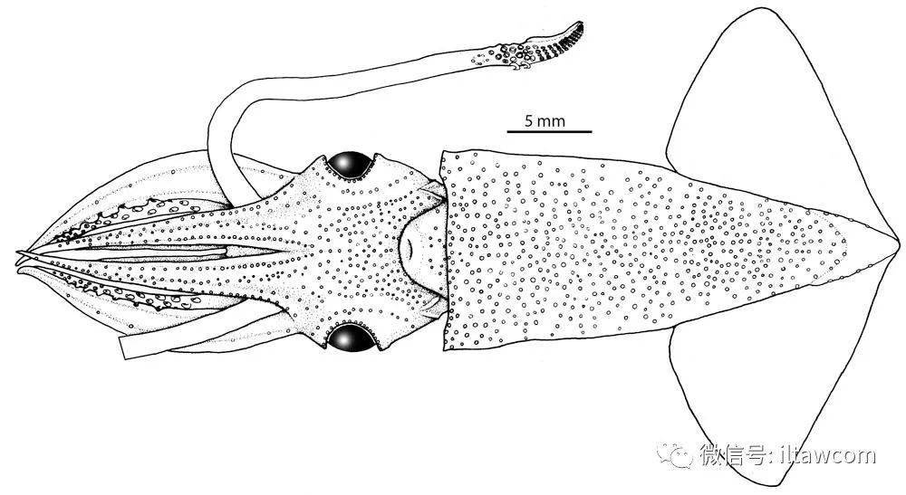 海洋科普1259中国海域鱿鱼图鉴